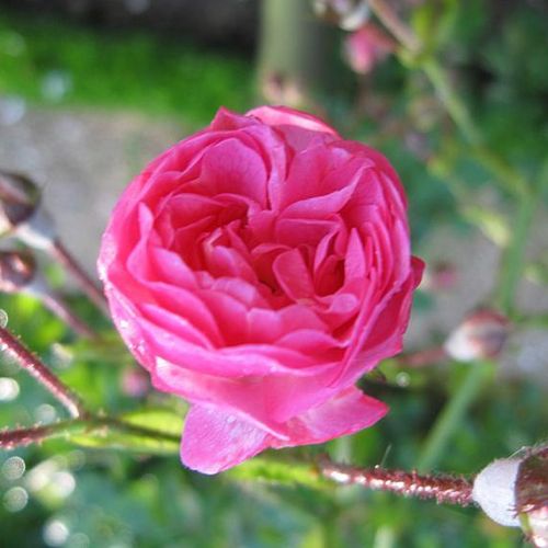 Rosa Minnehaha - rosa - Árbol de Rosas Miniatura - rosal de pie alto- forma de corona compacta